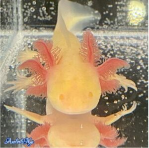 GFP Golden Albino Axolotl - Axolotls NYC