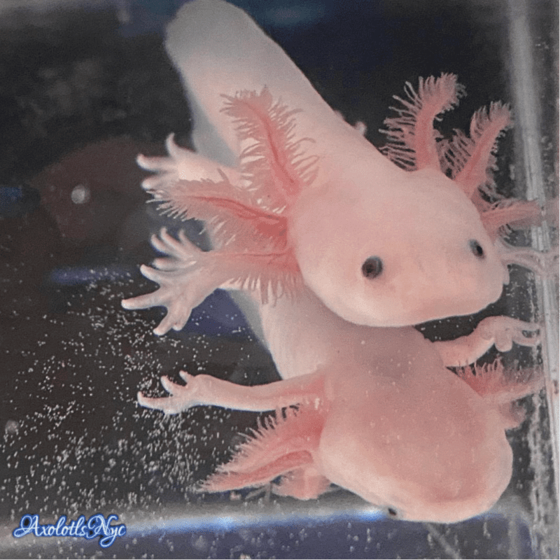 A leucistic axolotl, staring at the camera