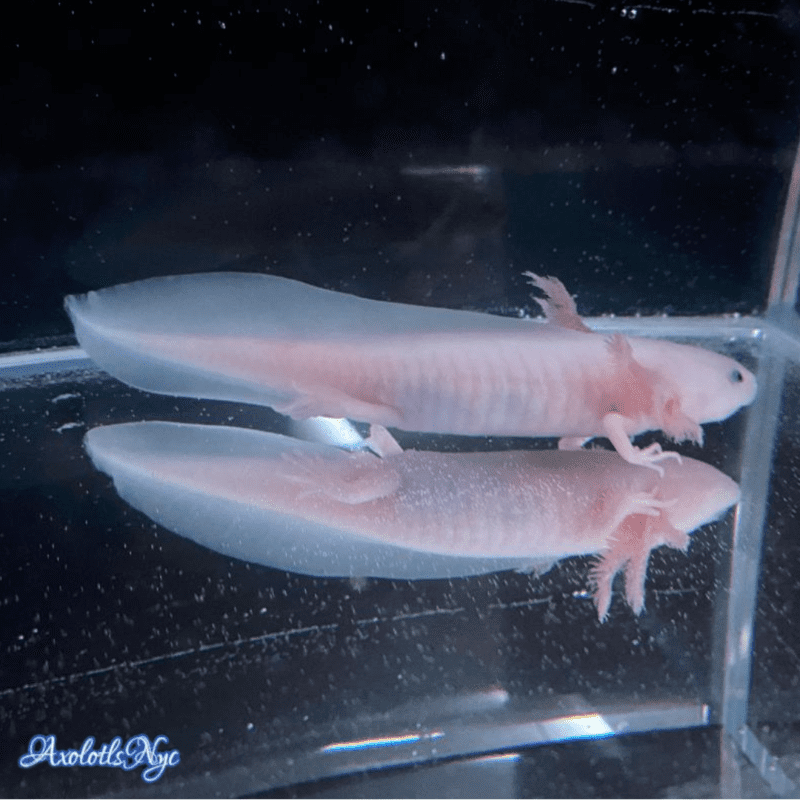 A leucistic axolotl, facing to the right of frame.