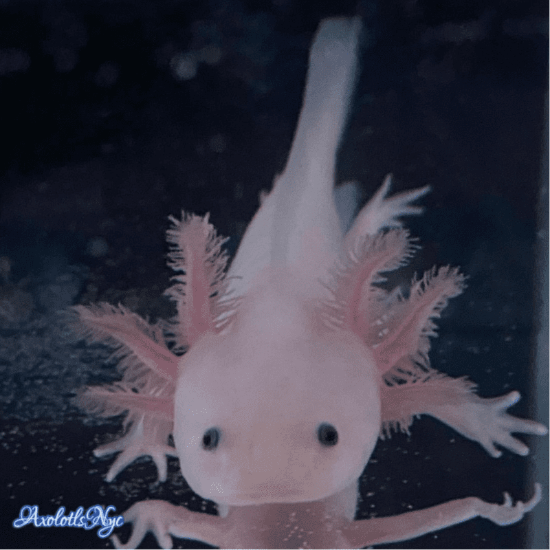 A leucistic axolotl, staring at the camera.