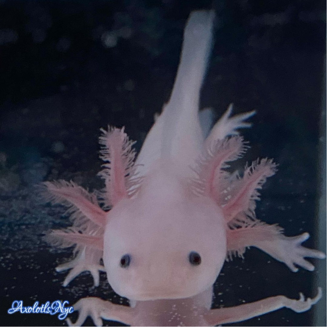pink axolotl