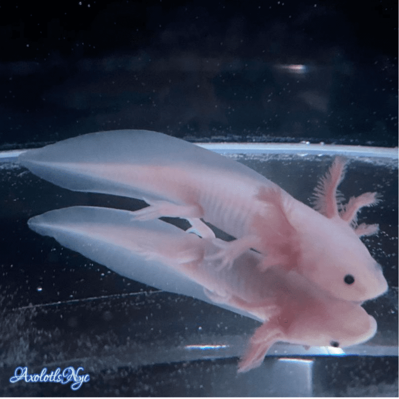 A leucistic axolotl, looking at the bottom right of frame.