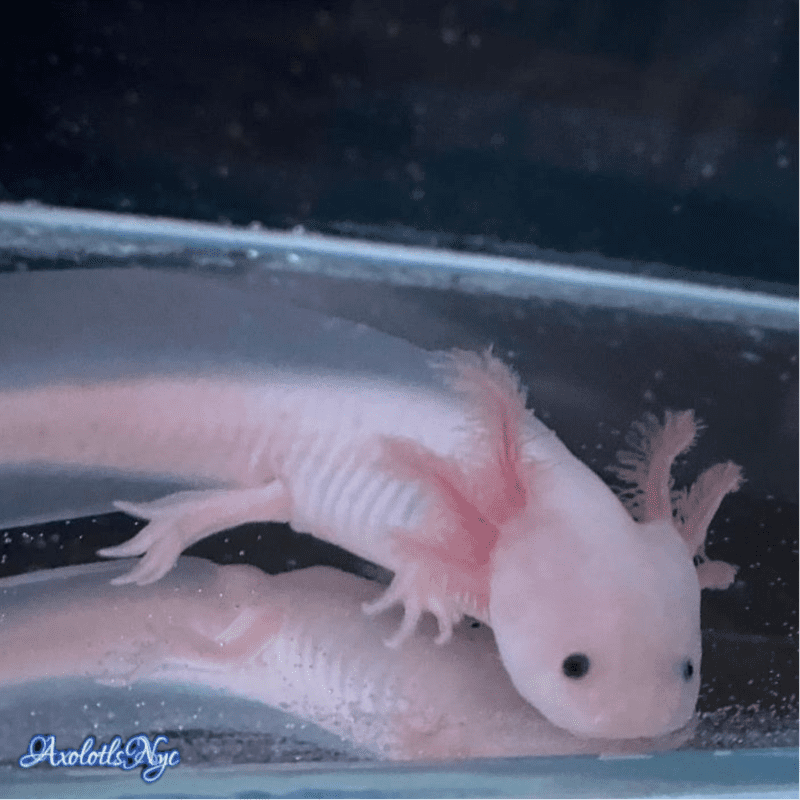 A leucistic axolotl