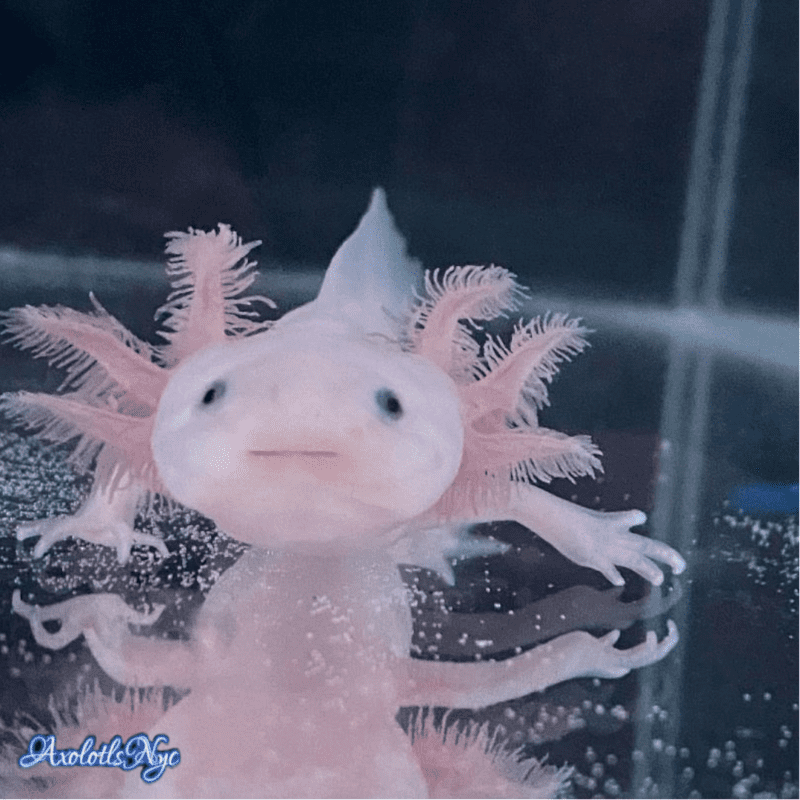 A leucistic axolot, staring straight into the camera.