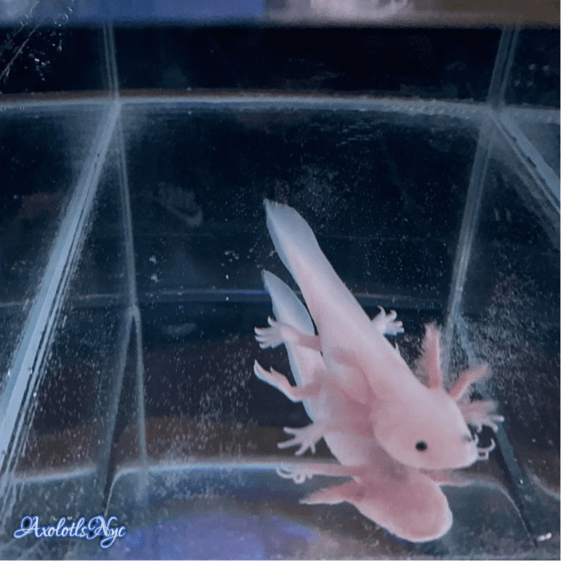 A leucistic axolotl, swimming in a tank