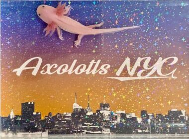 Leucistic Axolotl - Axolotls NYC