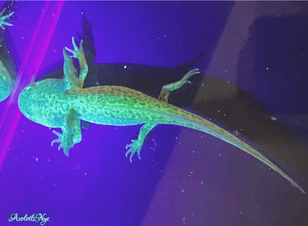 GFP Wild Type Axolotl Axolotls NYC