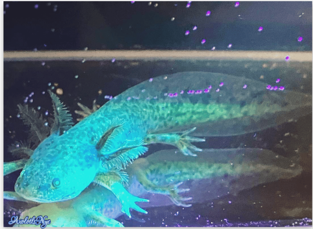 GFP Wild Type Axolotl Axolotls NYC