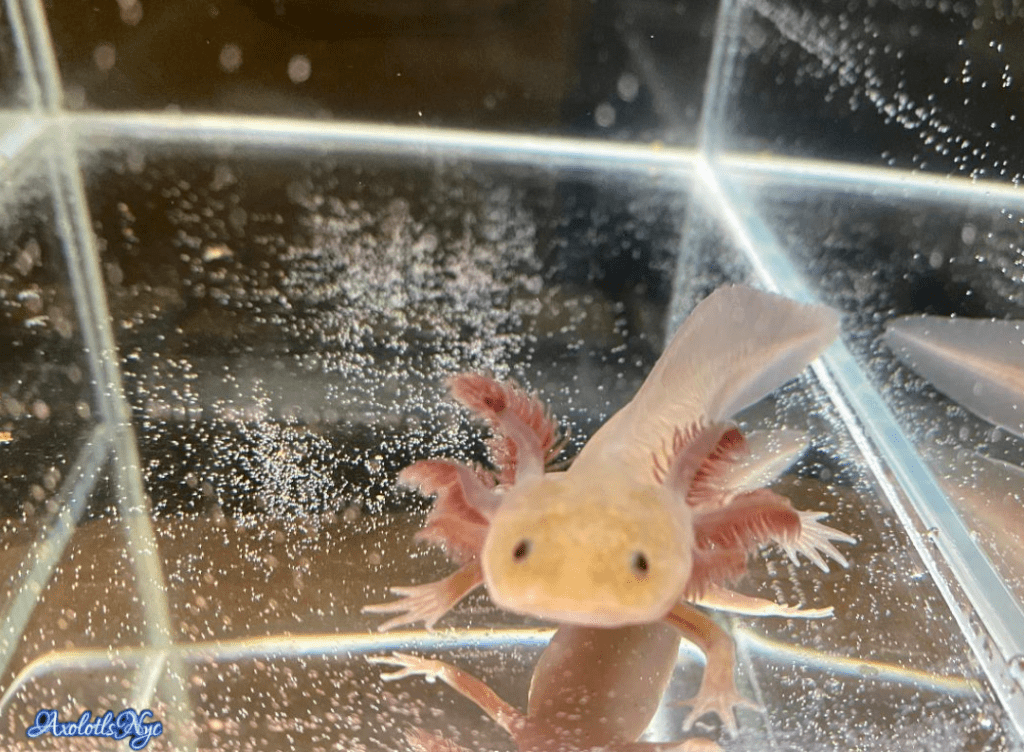 Melanoid Axanthic Copper (MAC) Axolotl Axolotls NYC