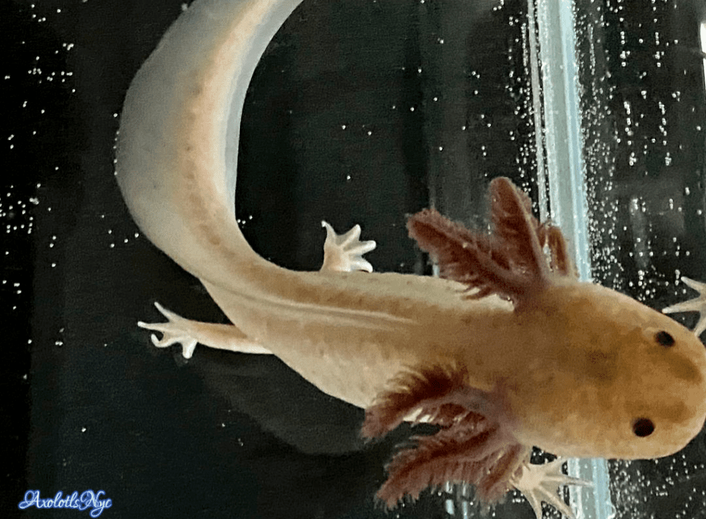 Melanoid Axanthic Copper (MAC) Axolotl Axolotls NYC