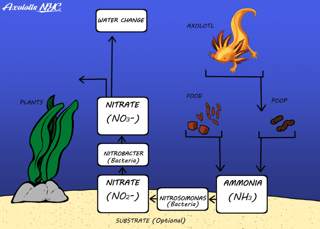 A diagram depicting the nitrogen cycle described in the article above. 