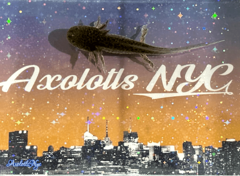 A wild type axolotl standing on an Axolotls NYC background.