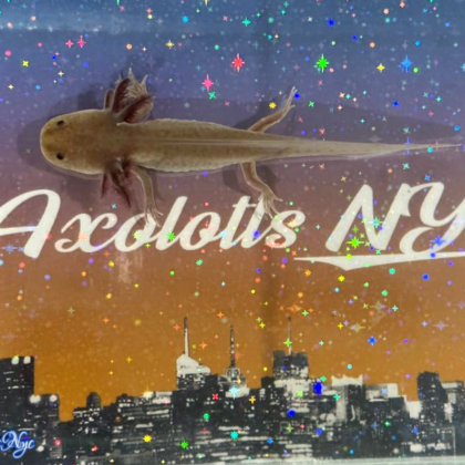 A MAC axolotl standing on an Axolotls NYC background.