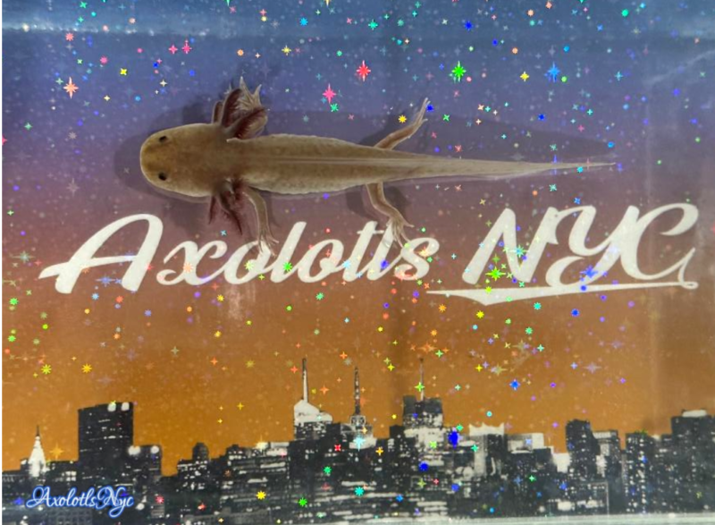 A MAC axolotl standing on an Axolotls NYC background.