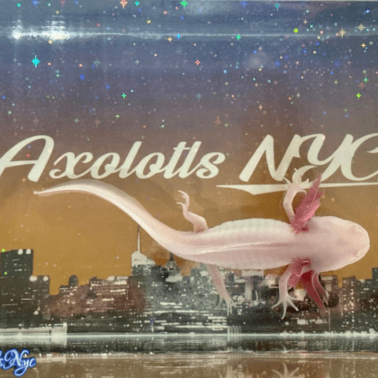 A white albino axolotl standing on an Axolotls NYC background.
