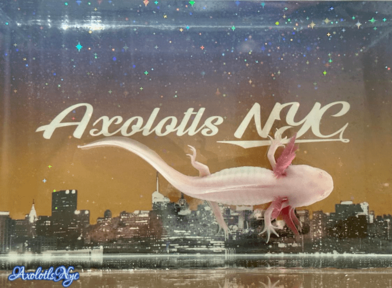 A white albino axolotl standing on an Axolotls NYC background.
