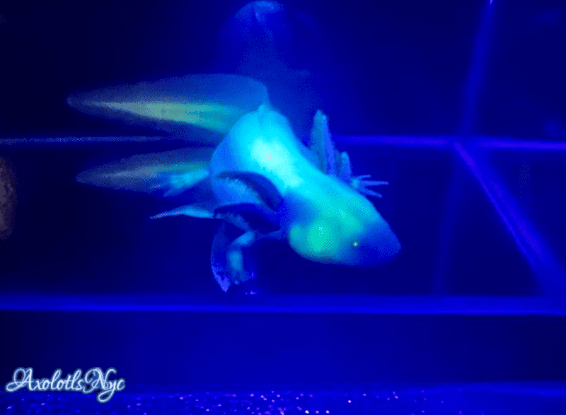 GFP White Albino - Image 12