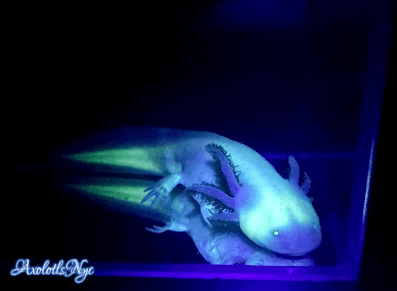 GFP White Albino - Image 13