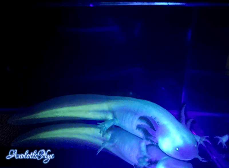 GFP White Albino - Image 14