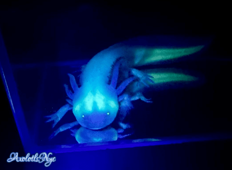 GFP White Albino - Image 16