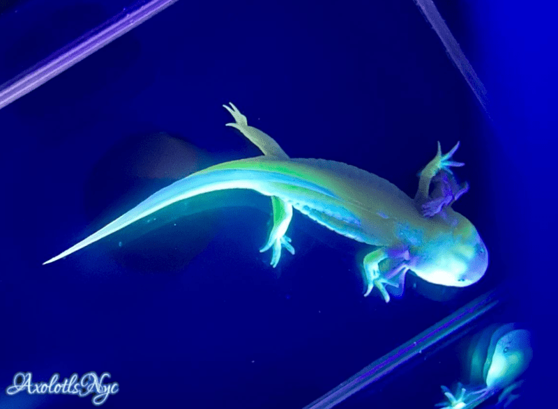 GFP (Glowing) Leucistic - Image 15