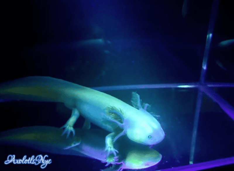 GFP (Glowing) Leucistic - Image 17