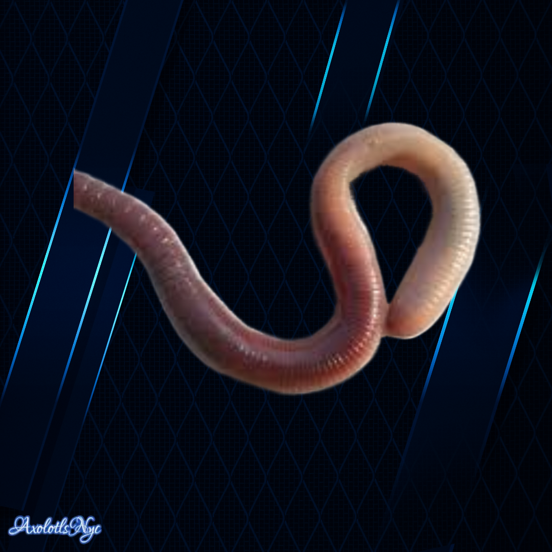 12 European Nightcrawlers or 12 Canadian Nightcrawlers - Image 14