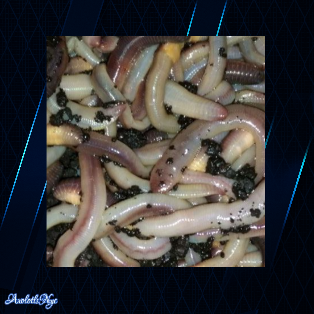 12 European Nightcrawlers or 12 Canadian Nightcrawlers - Image 15