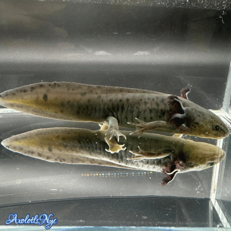GFP (Glowing) Melanoid - Image 3