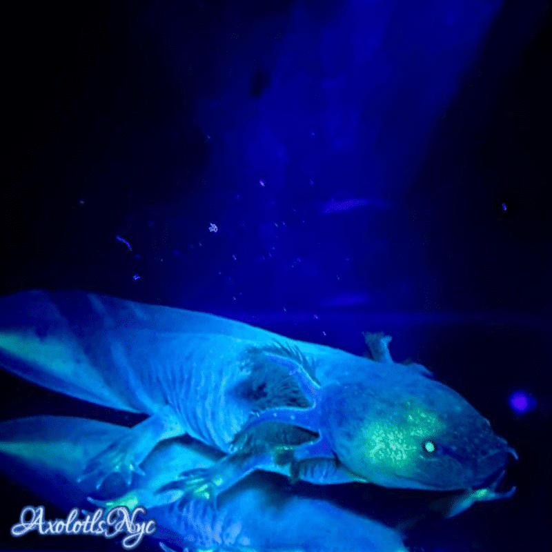 GFP (Glowing) Melanoid - Image 12