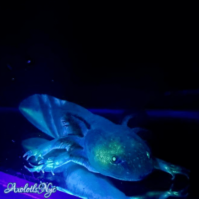 GFP (Glowing) Melanoid - Image 13