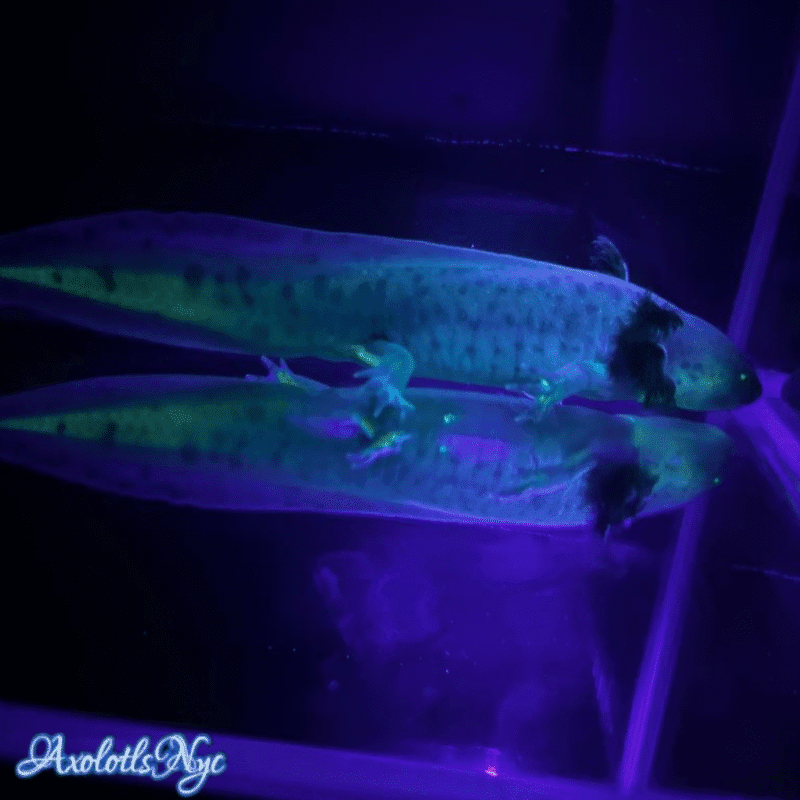 GFP (Glowing) Melanoid - Image 14