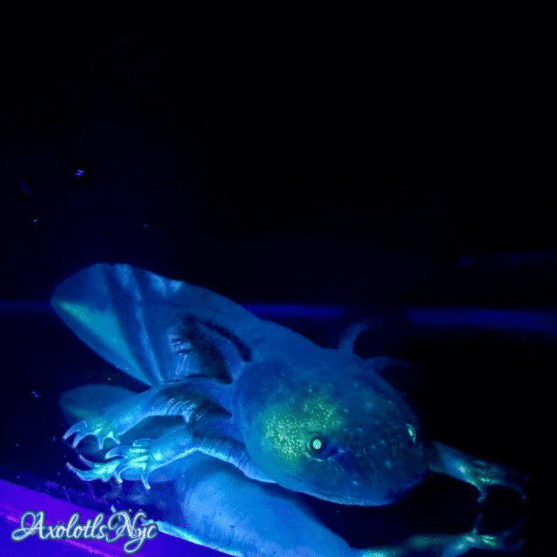 GFP (Glowing) Melanoid - Image 15