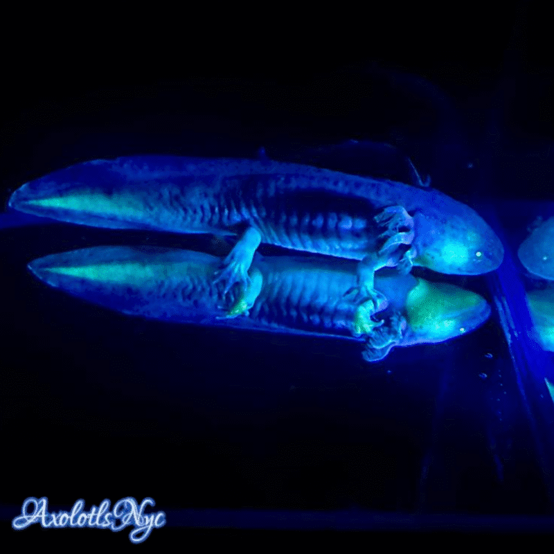 GFP (Glowing) Melanoid - Image 16