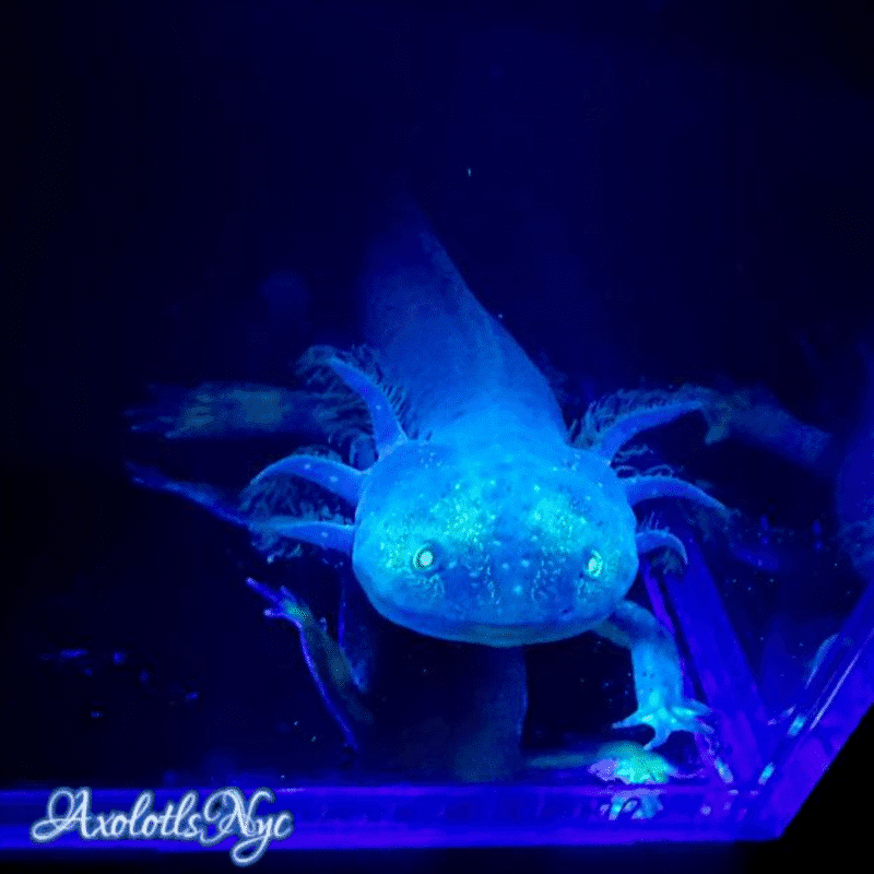 GFP (Glowing) Melanoid - Image 17