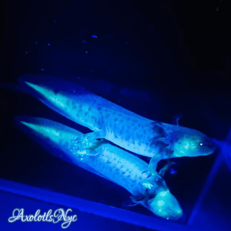 GFP (Glowing) Melanoid - Image 18