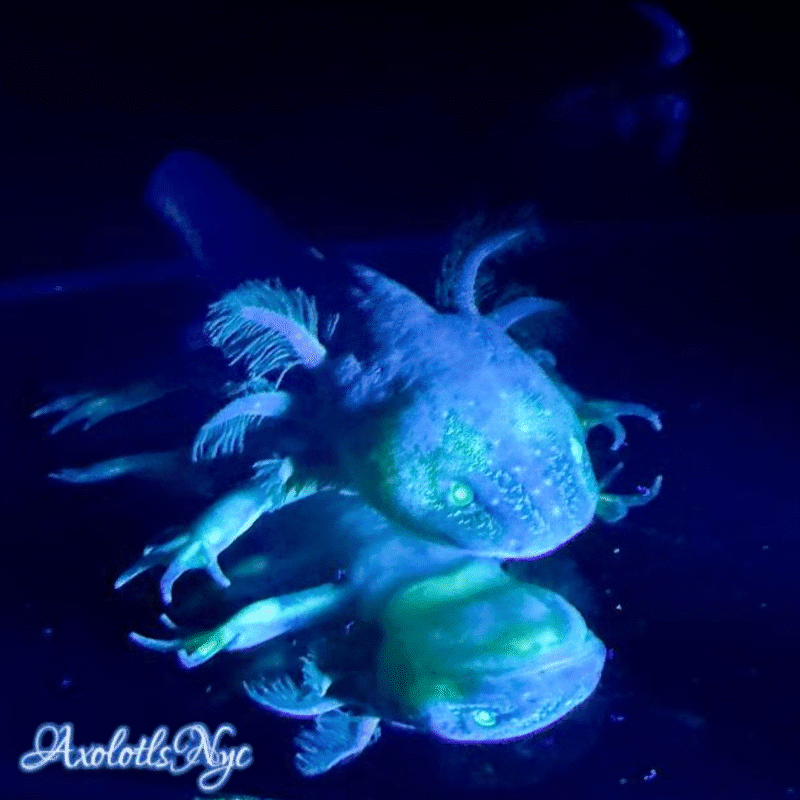 GFP (Glowing) Melanoid - Image 19