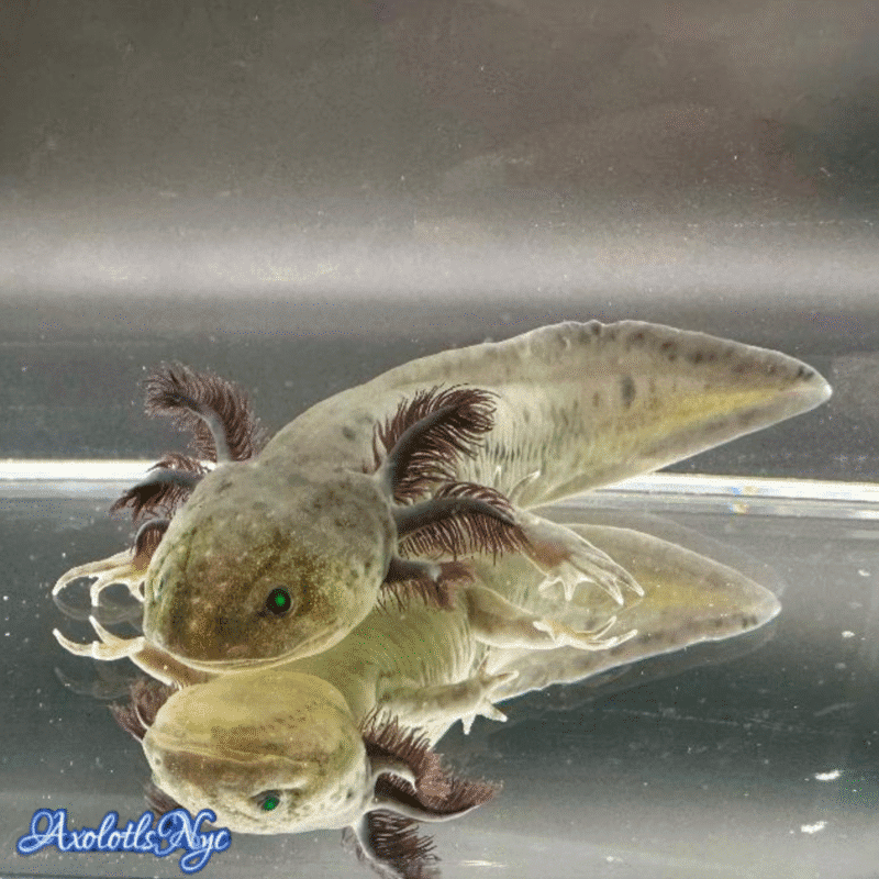 GFP (Glowing) Melanoid - Image 4