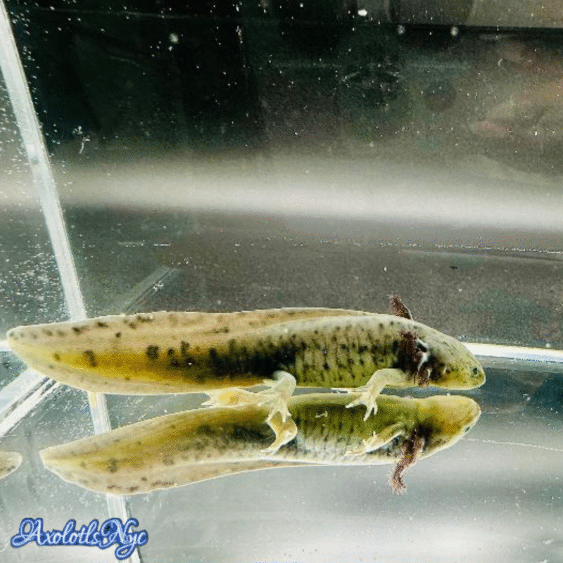 GFP (Glowing) Melanoid - Image 6