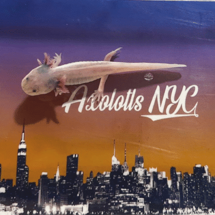 Blue-Gilled Super Dirty Leucistic (Speckled) Axolotl