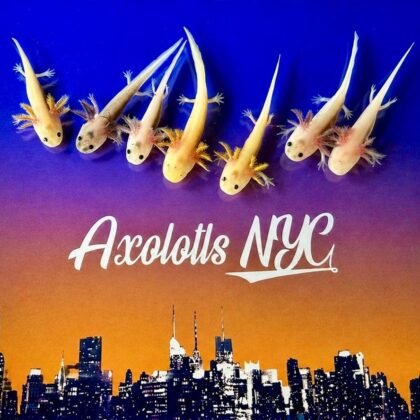Hypomelanistic ( Hypos) Axolotls